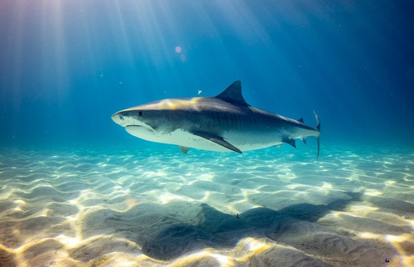 Quels sont les meilleurs spots pour une plongée avec les requins en Afrique du Sud?